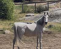 grey-arabian-mare
