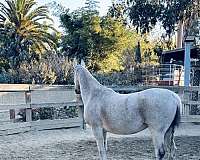 fully-vaccinated-arabian-horse