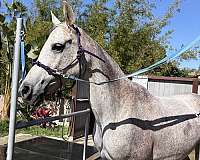 resale-arabian-horse