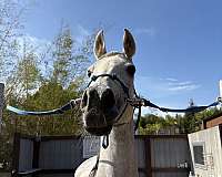 slaughter-arabian-horse
