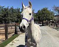 stall-arabian-horse