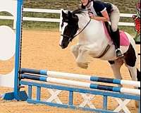 adult-gypsy-vanner-pony