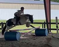 anything-gypsy-vanner-pony