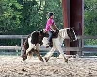 barn-gypsy-vanner-pony