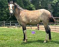 field-hunter-draft-paint-horse