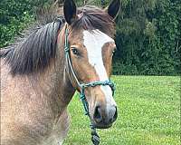 overo-draft-paint-filly