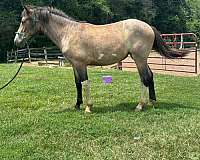 roan-draft-paint-filly