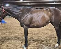 ammy-thoroughbred-horse