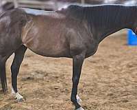 and-willing-thoroughbred-horse