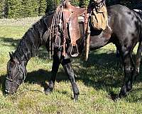 breakaway-rope-gelding