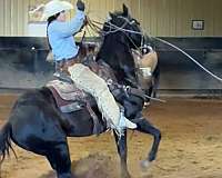 pretty-horse-gelding