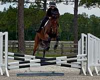 jc-gelding