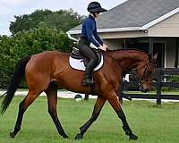 17-hand-thoroughbred-gelding