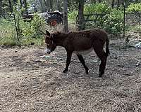 black-white-muzzle-belly-donkey