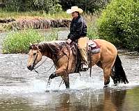 left-fore-pastern-white-hind-white-horse