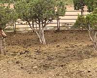 buckskin-left-fore-pastern-white-hind-white-horse
