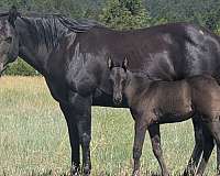 black-dun-racing-horse