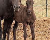 black-dun-show-horse