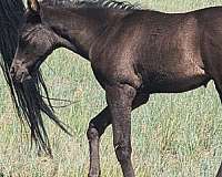 black-dun-barrel-racing-horse