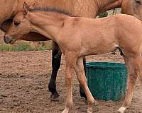 dun-factor-foal