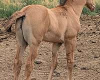 salmon-quarter-horse