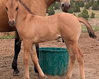 salmon-horse