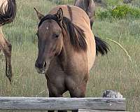 grulla-white-athletic-horse