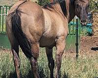 grulla-white-performance-horse
