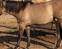 grulla-white-ranch-work-horse