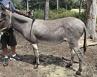 white-muzzle-belly-rings-around-eyes-donkey