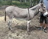 dun-white-muzzle-belly-rings-around-eyes-donkey