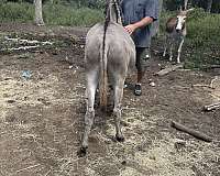 broke-to-ride-donkey