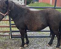 black-amha-mare
