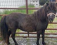 black-miniature-mare