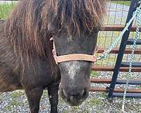 black-amha-horse