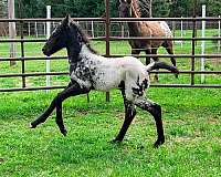 foundation-homozygous-appaloosa-horse