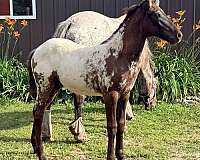 foundation-homozygous-filly