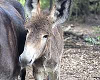 adms-donkey-colt