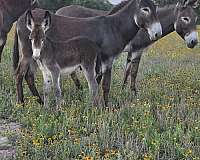 roan-spotted-horses-for-sale
