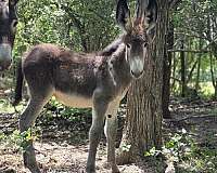 roan-spotted-colt