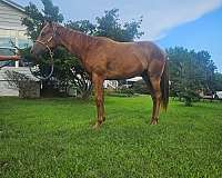 athletic-quarter-horse