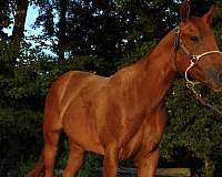 barrel-racing-quarter-horse