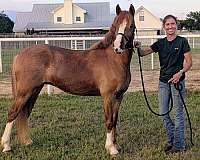 black-pony-broodmare