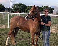 welsh-pony-mare