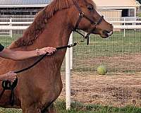 welsh-pony-for-sale