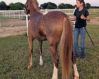 welsh-pony