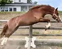black-pony-colt