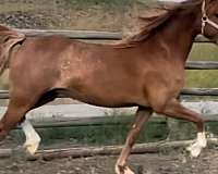 black-pony-mare