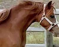 black-pony-foal