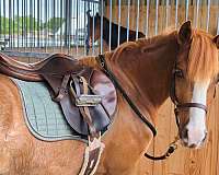 black-colt-for-sale